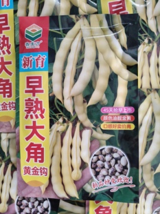 早熟大角黄金钩豆角种子【黄金钩跟兔子翻白眼杂交品种】