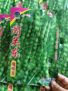 【闯关东嘎啦豆大几豆种子】大几豆豆角种子油豆角子鼓豆面