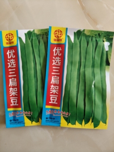 【三扁架豆种子】优选三扁豆角种子早熟爬藤扁芸豆春秋