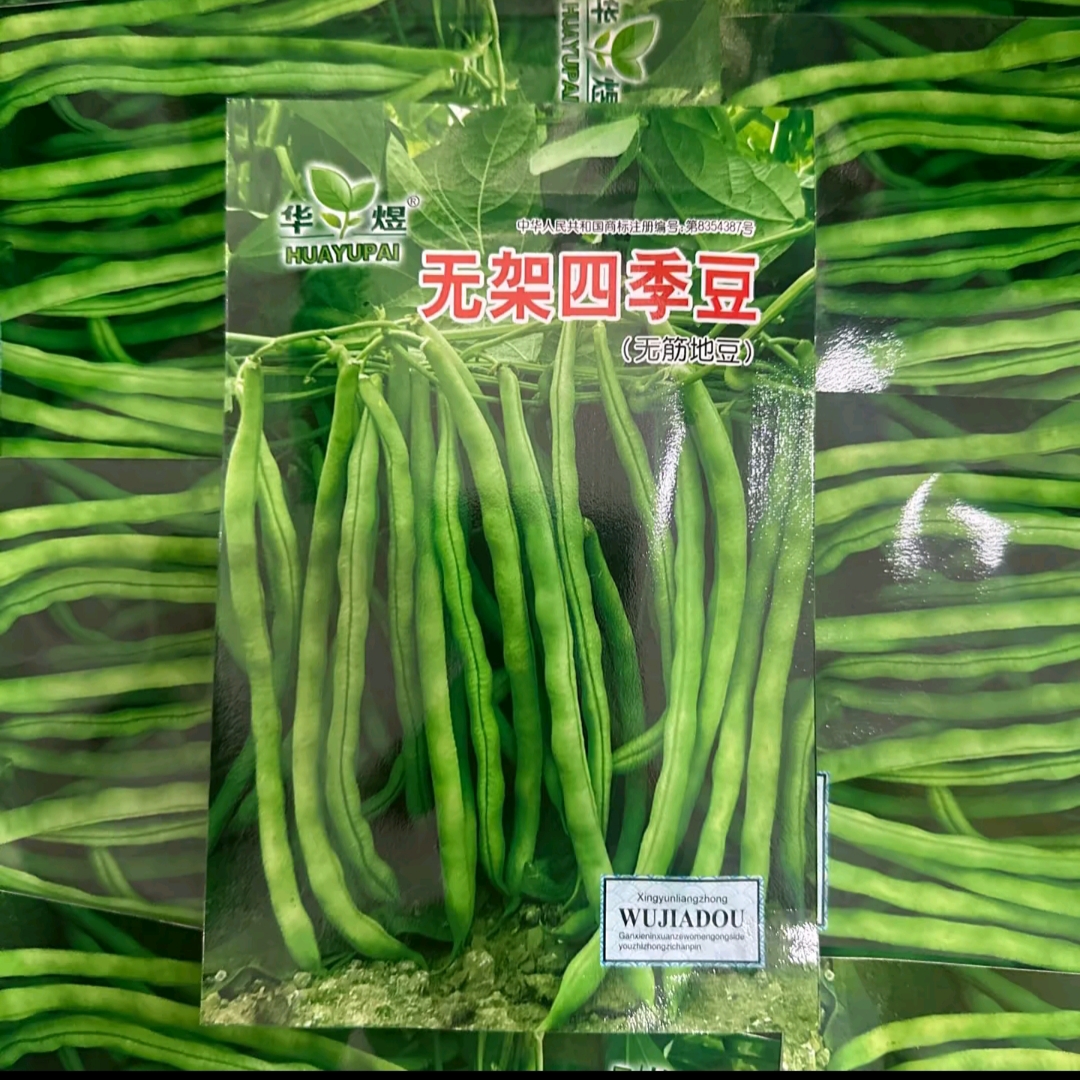 【无架四季豆种子】无筋地豆种子