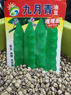 【九月青豆角种子】包装随机发东北油豆角新品种将军豆红绿小油豆