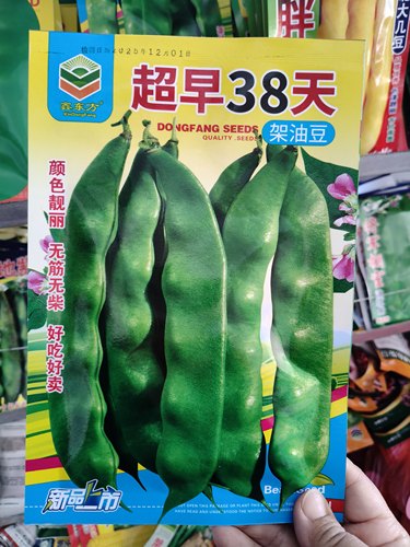 【超早38天油豆种子】早熟无筋无柴东北正宗油豆种子