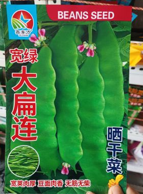 宽绿大扁连油豆角种子晒豆角丝豆角籽搭架扁莲子架油豆纯绿色