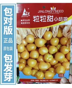 【粒粒甜小姑娘果种子】正宗东北小姑娘果种子原装正品黄姑娘果籽