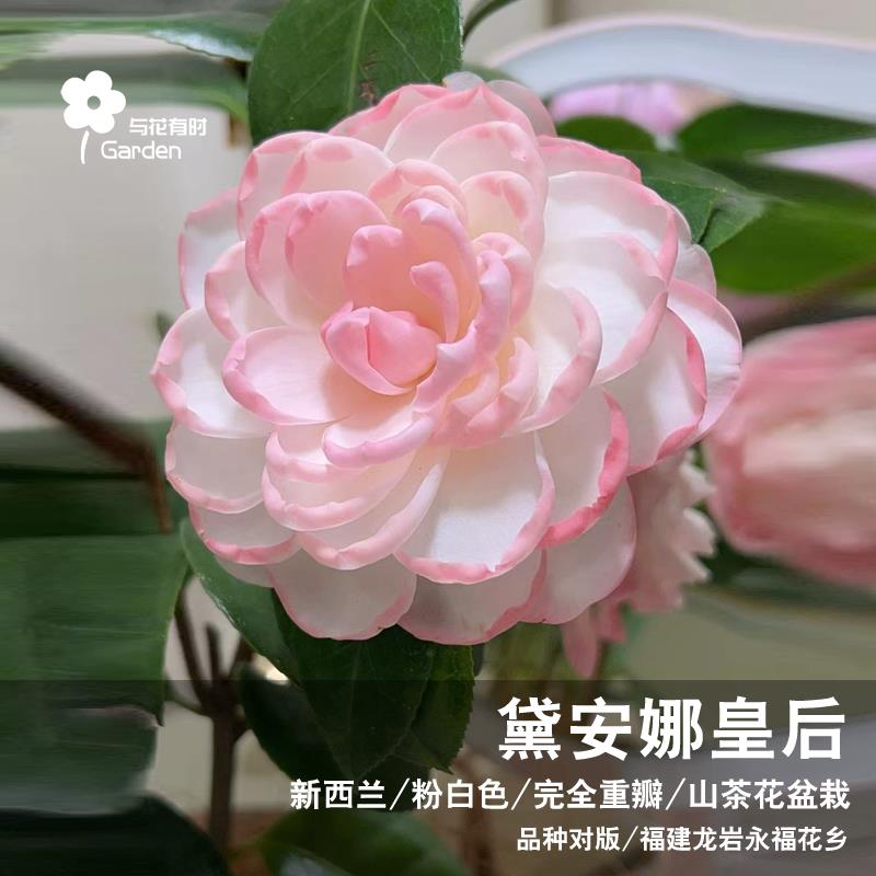 戴安娜皇后山茶花盆栽树苗新西兰粉白色完全重瓣进口品种稀有名贵