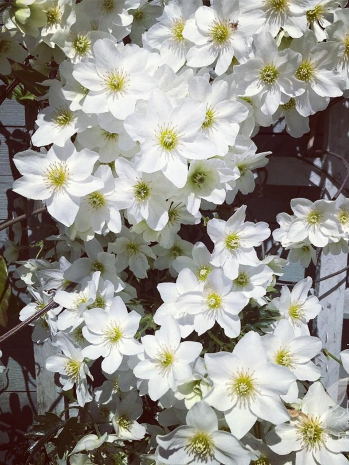 伟伟园艺 常绿铁线莲雪崩单花可达7.5cm阳台花园庭院攀援爬藤花卉