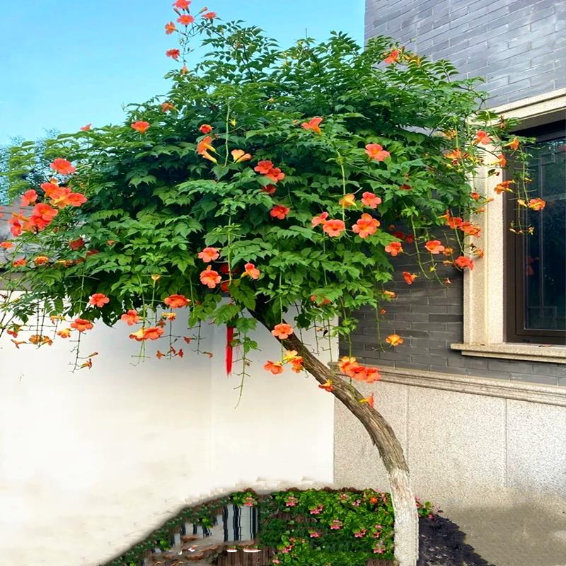 进口美国凌霄花苗庭院爬藤植物凌霄苗炮仗花鞭炮花喇叭花攀援花卉