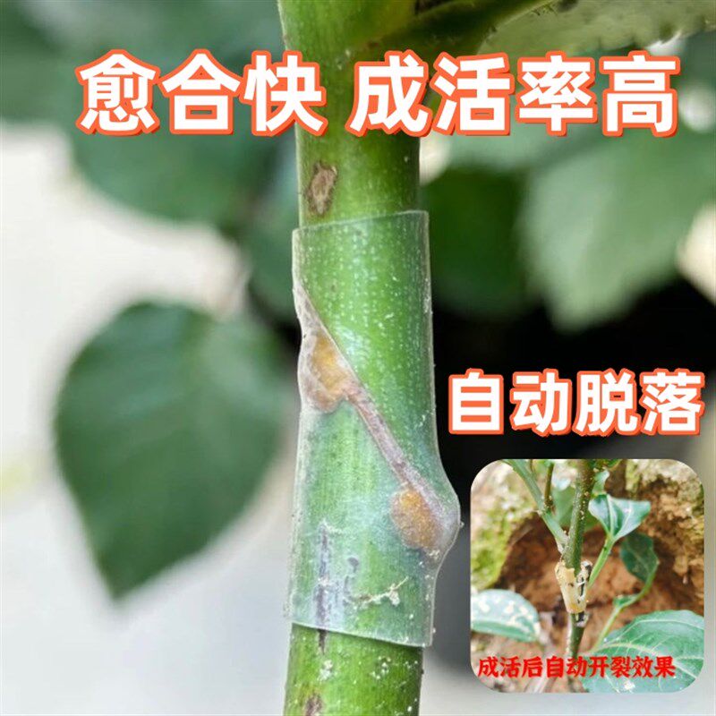 热销植物嫁接专用套管花卉果树蔬C菜枝条斜口连接透明柔软有弹性