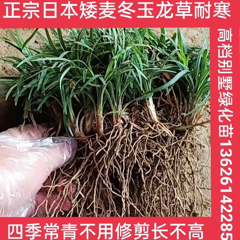 麦冬草矮麦冬草庭院别墅绿化苗中叶大叶麦冬草四季常绿耐寒麦冬草图片