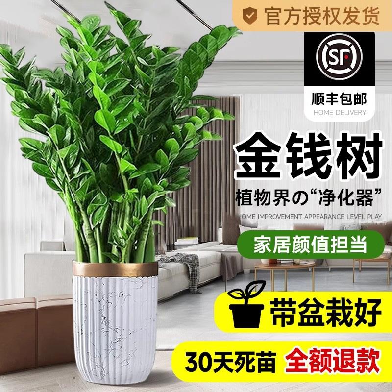 金钱树盆栽客厅大花盆办公室内旺宅树大型绿植物大棵开业乔迁送礼