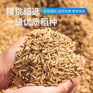 一江秋油粘米5kg长粒香米江西农家自种大米10斤装2025新米晚稻米