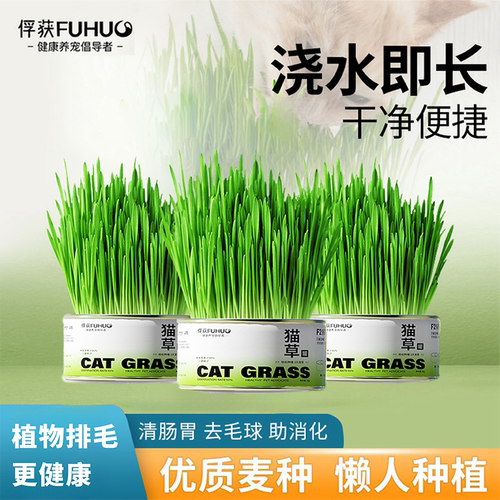 盆栽即食去化毛球无土水培盒猫草