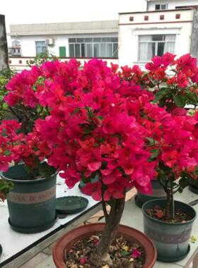 三角梅组合款优惠价