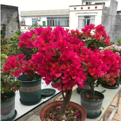 开花三角梅庭院四季三角梅