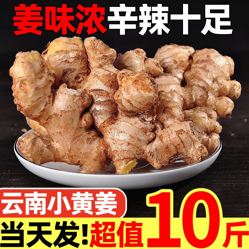 【云南小黄姜推荐榜】官方力荐