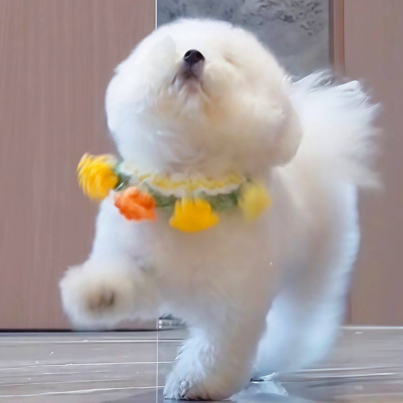 兰铃花针织围脖宠物狗猫咪口水巾饰品项圈项链衣服小型犬可爱装饰