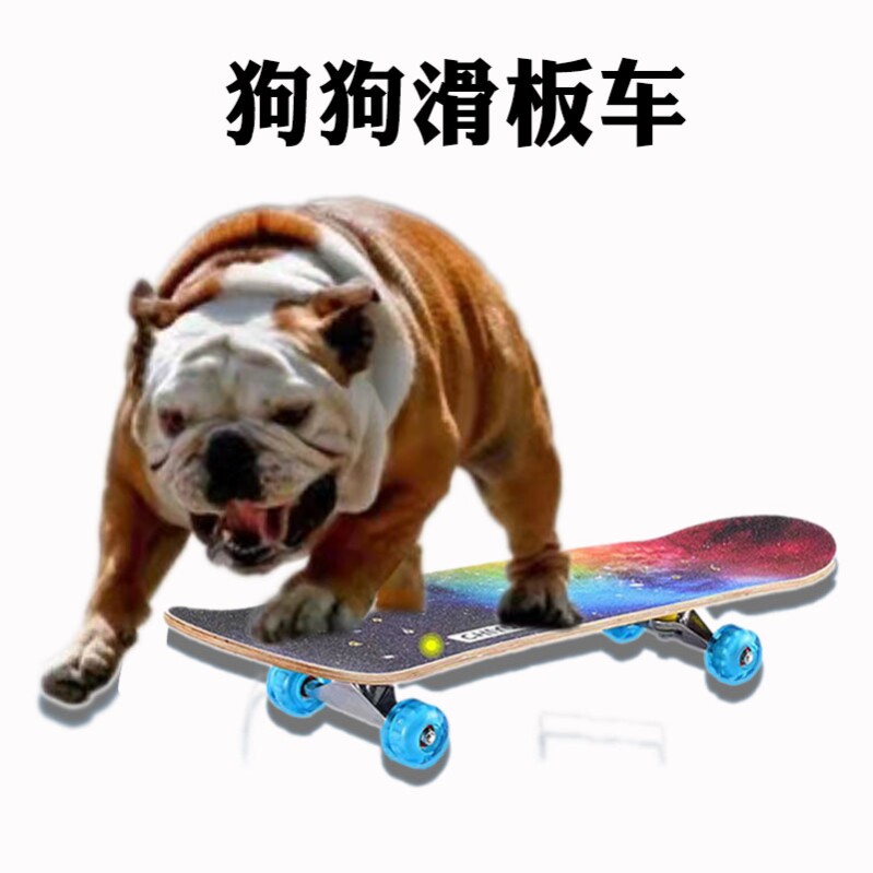 泰迪滑板车经典狗小型玩