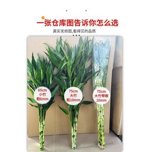 带根富贵竹水培植物养转运竹子绿植盆栽花卉室内客厅招发财树绿萝