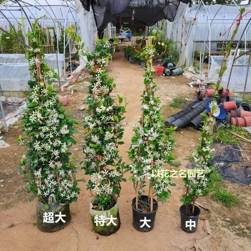 风车茉莉爬藤花卉植物络石藤苗庭院盆栽四季常青银丝茉莉藤蔓耐寒