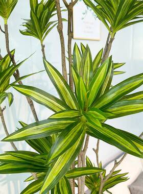 跨仿真合竹金室内落地现代橱窗造景风水摆假树绿植百YF220037盆栽