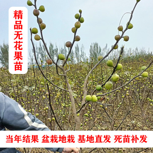 无花果树果苗特大果耐寒矮化盆栽地栽彩虹当年结果四季南北方种植