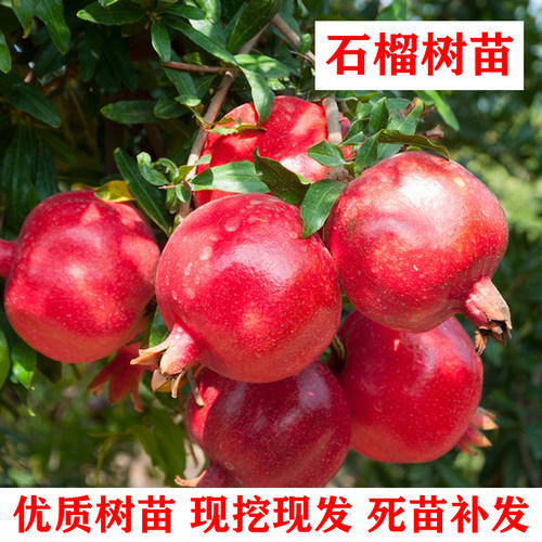 石榴树树苗石榴苗耐寒突尼斯软籽甜酸南方北方种植庭院特大石榴树