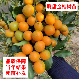 金橘树苗金桔树苗脆甜脆蜜金桔苗盆栽地栽带果室内阳台特大金桔树
