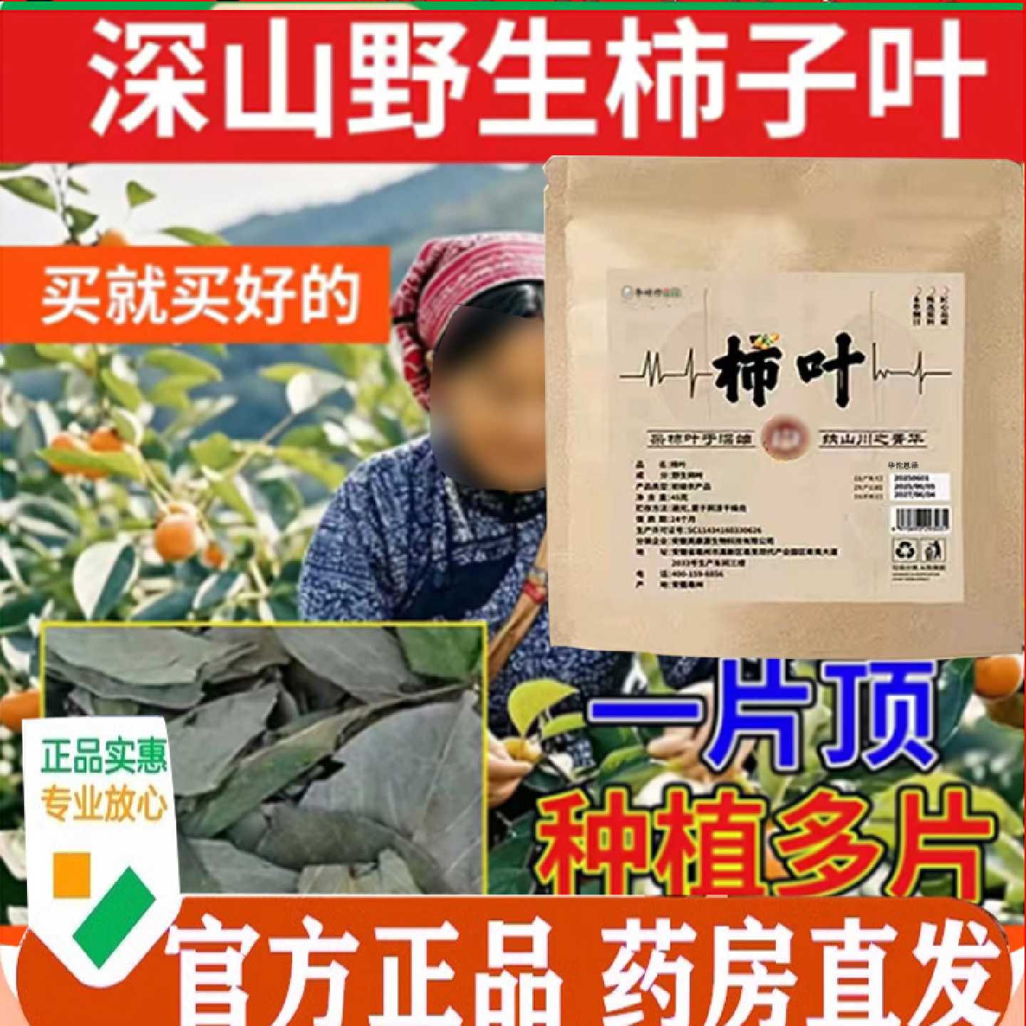 野生柿子叶直播同款鲜摘柿叶晒干用官方旗舰店正品药房直售7旗舰