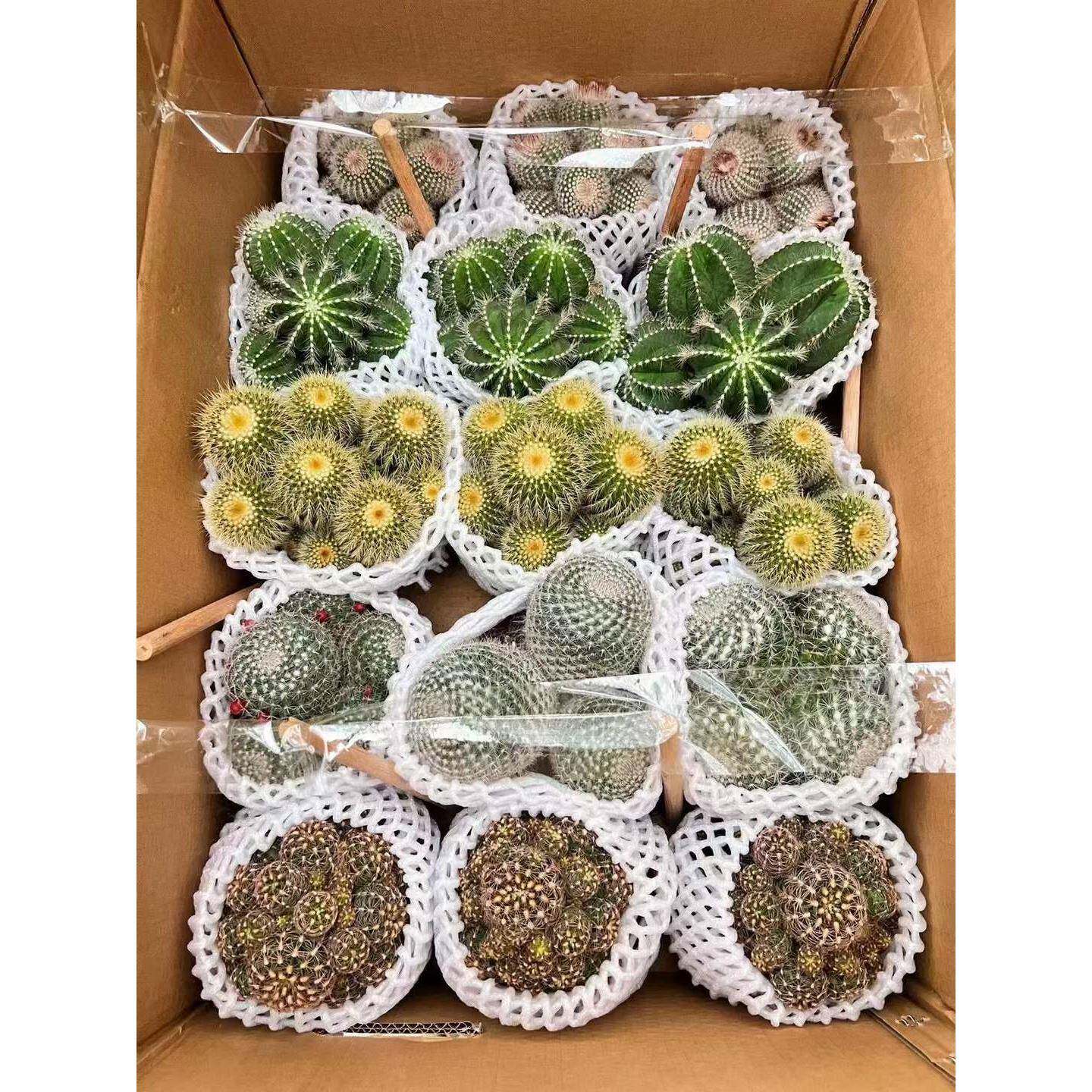 盆栽花卉绿植仙人球植物随机混装五色多头仙人球