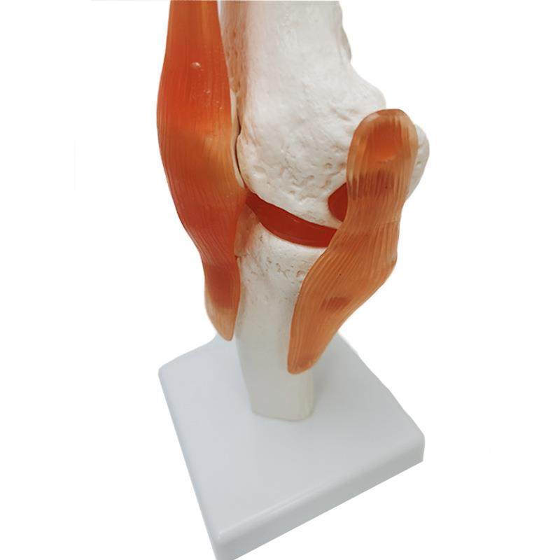 人体骨骼模型6大关节模型膝关节脚关节手关节肩关节肘关节髋关节,文具电教/文化用品/商务用品,教学标本/模型,淘宝优惠券,粉丝福利购,淘宝优惠卷