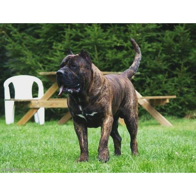 纯种加纳利犬 加纳利幼犬出售 黑虎皮黄虎皮加纳利斗犬猎犬护卫犬