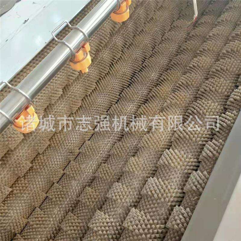 全自动土豆毛辊清洗机不锈钢毛辊清洗去皮机红薯莲藕洋芋去皮机