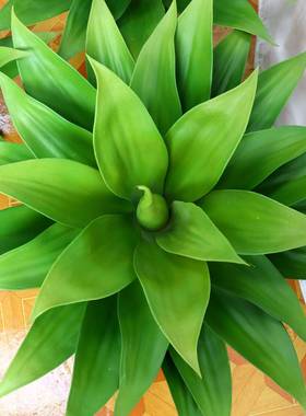 真植物龙植舌兰盆栽办公室家居客厅假651521装饰摆件仿真绿多肉仿