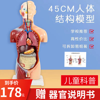 儿童版可拆卸人体结构模型器官解剖身体内脏五脏六腑骨骼拼装玩具