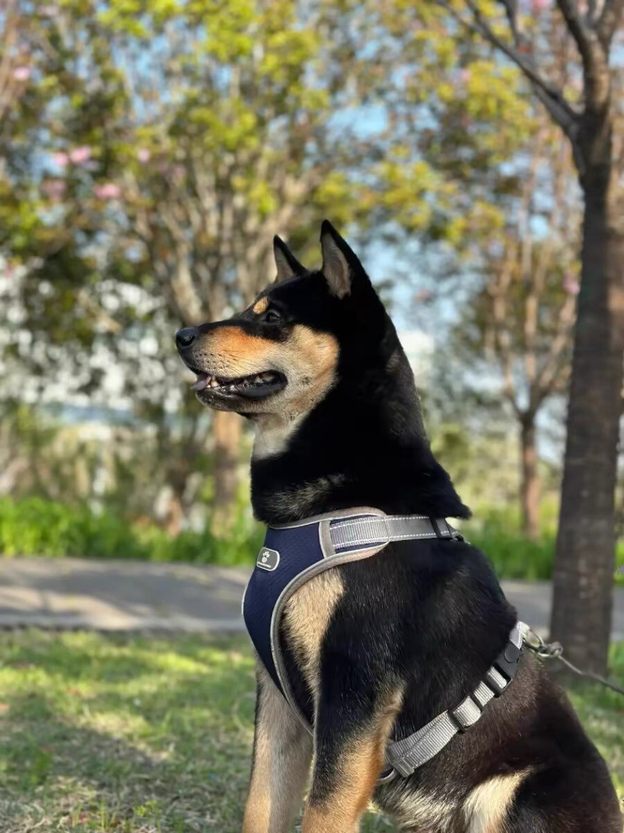 四眼铁包金幼犬广西土猎犬四眼狗看家护院中华田园犬土狗活体幼崽