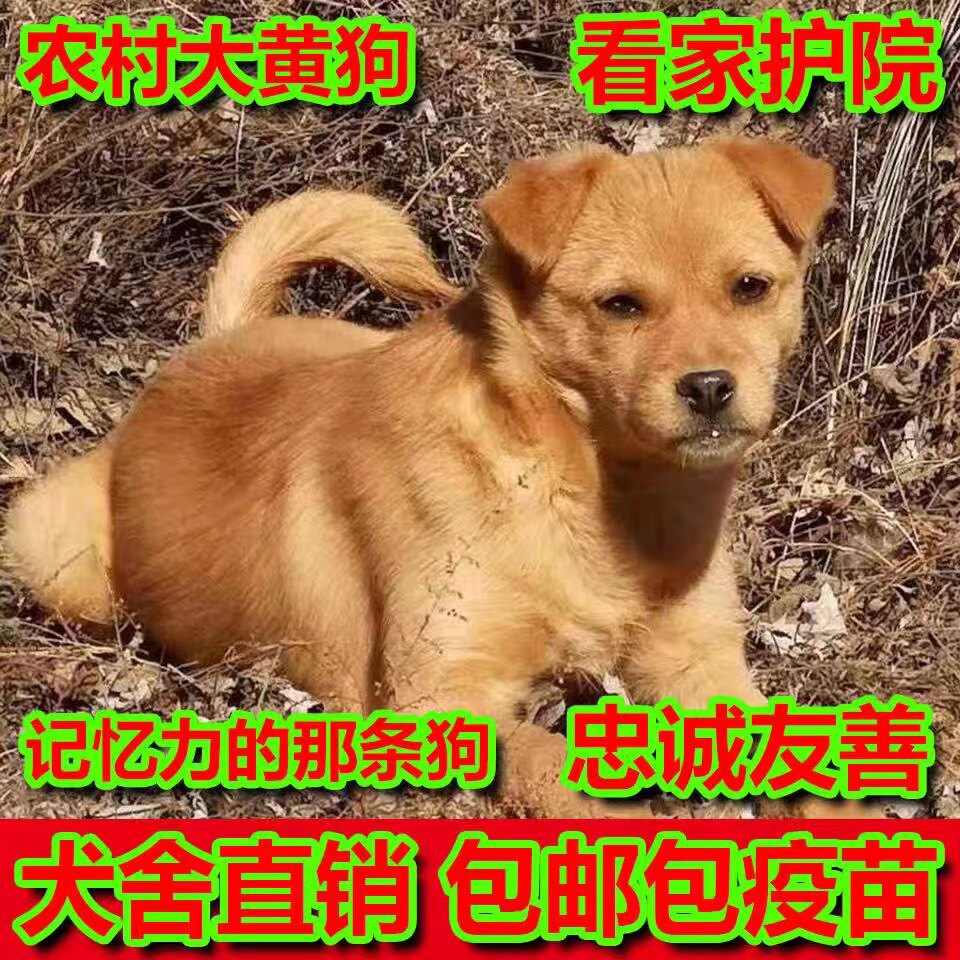 家用活物土狗活体中华田园犬大黄狗幼崽狗崽子狗苗肉狗看家护院犬