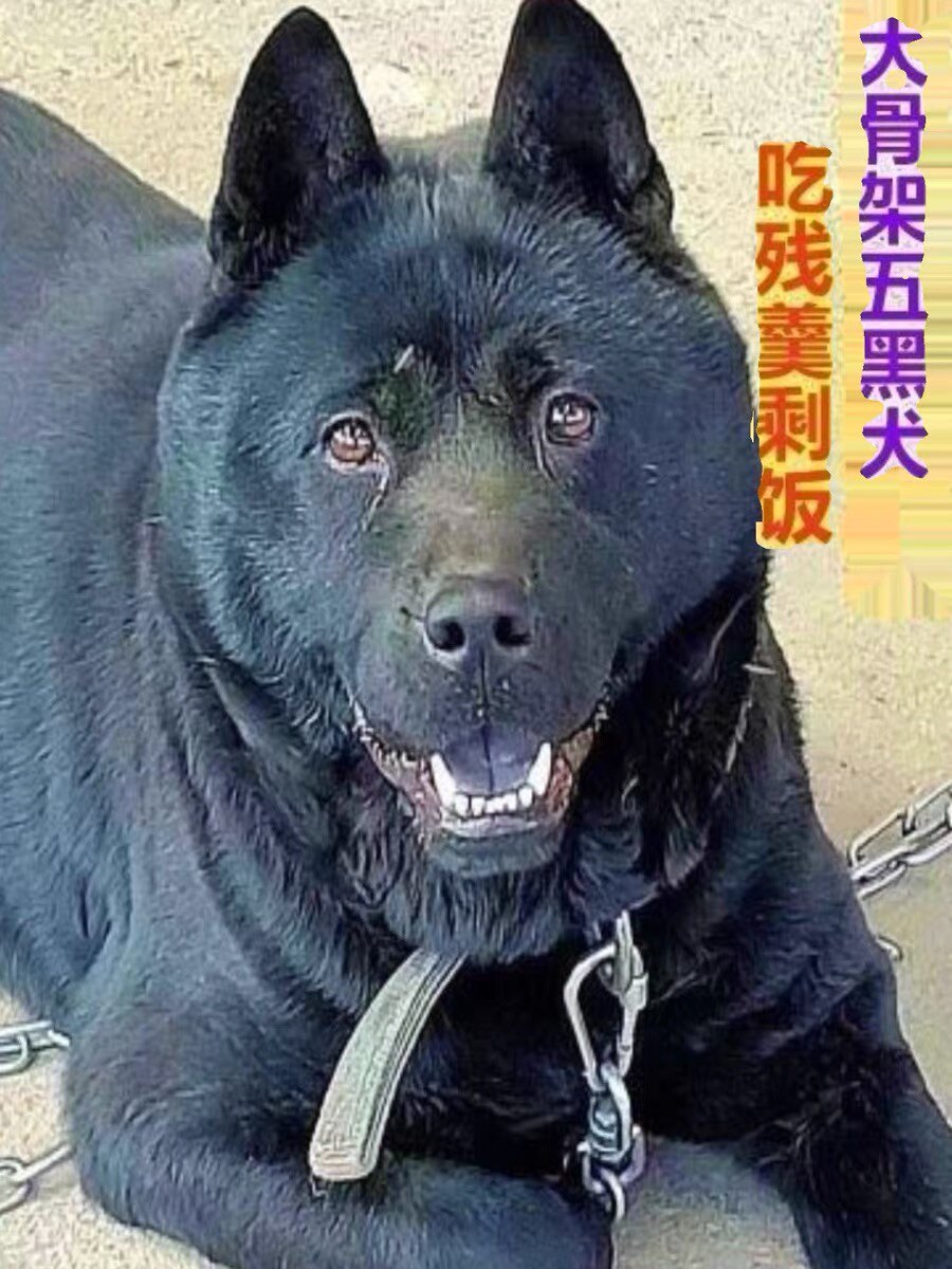 广西土猎犬幼犬虎头纯黑色狗狗赶山犬五黑犬猎犬混血活物狗黑狗犬