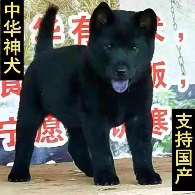 广西正宗虎头五黑犬活体赶山犬猎犬土猎犬纯黑短毛中华田园犬狗狗
