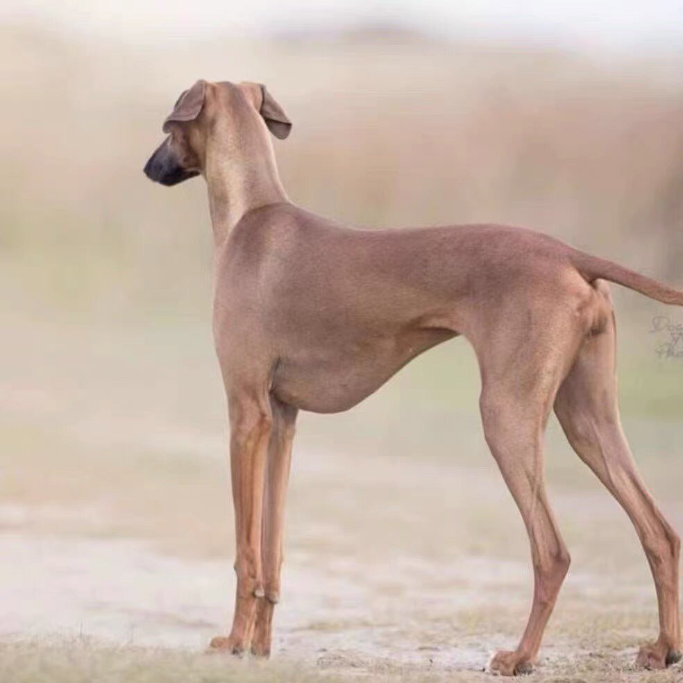 阿扎瓦克犬抓兔犬猎犬猎兔犬活体灵缇犬成年细犬惠比特幼崽宠物狗