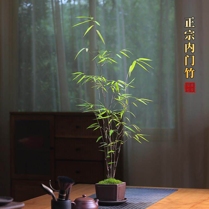 正宗台湾内叶门竹盆院栽竹子苗庭2024\/10观绿植室内阳台桌面植盆