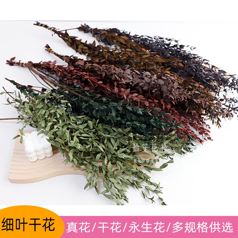 速发桉树尤叶细加利叶干花真花永生花叶家居装样花饰板间花材