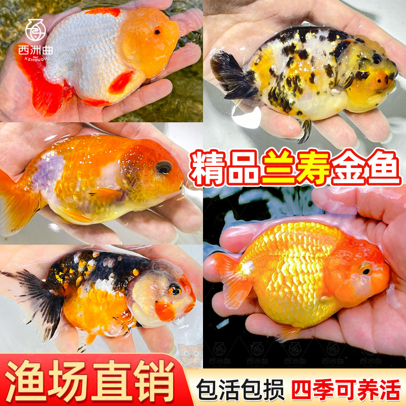 速发精品兰寿小活水小型冷水鱼锦鲤观赏鱼国粹淡鱼好养耐活鱼苗