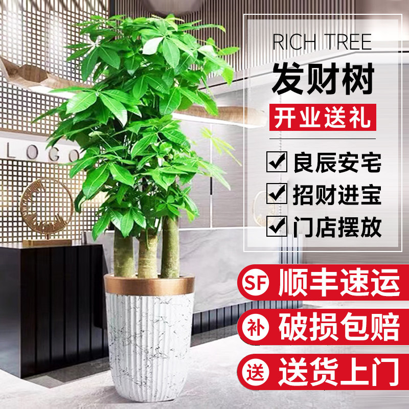 速发发财树盆栽客厅乔养大型招绿树财植物室内办公室好迁开业花卉