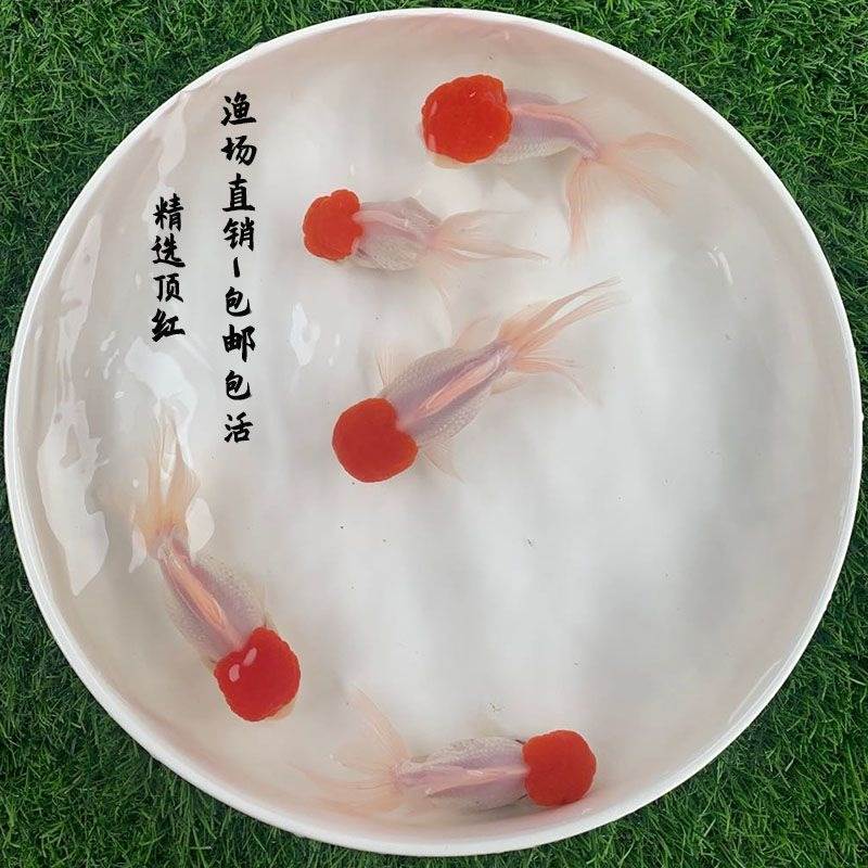 速发活鱼鹤顶红头头红运当鸿渔招财鱼小型鱼观赏鱼冷水鱼
