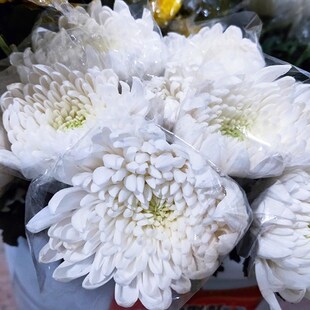 速发鲜菊花拜祭云扫斗地基地直发市场上坟祭祀墓南南墓场黄白