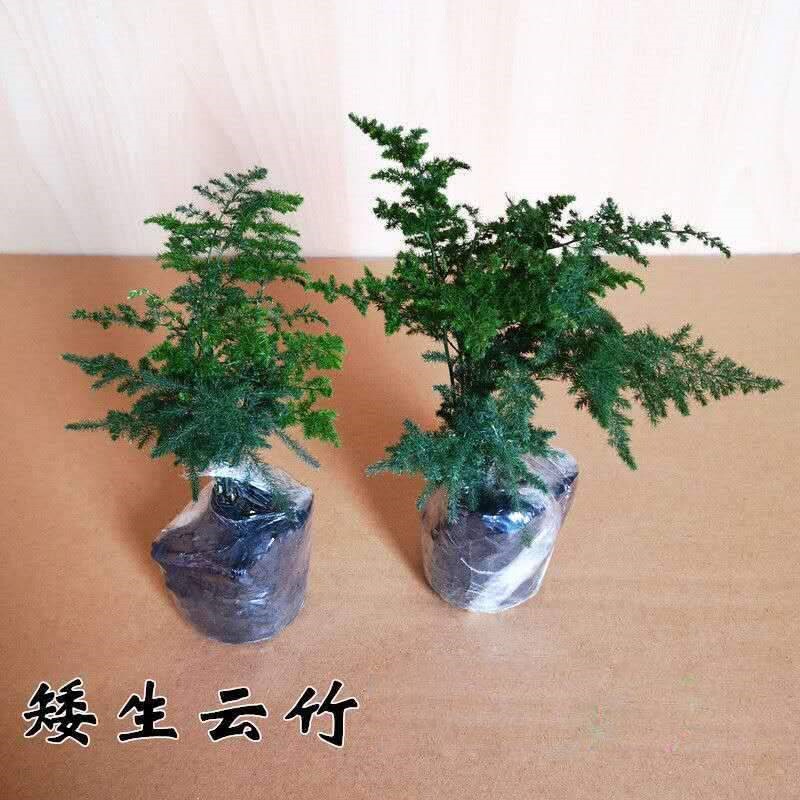 速发植物盆栽云竹唐山矮化文竹盆栽桌面办公室假山小盆景