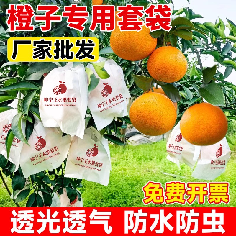 速发橙子套袋柑果冻橙套袋橘柑丑橘耙耙子春见不知果脐橙水火套袋