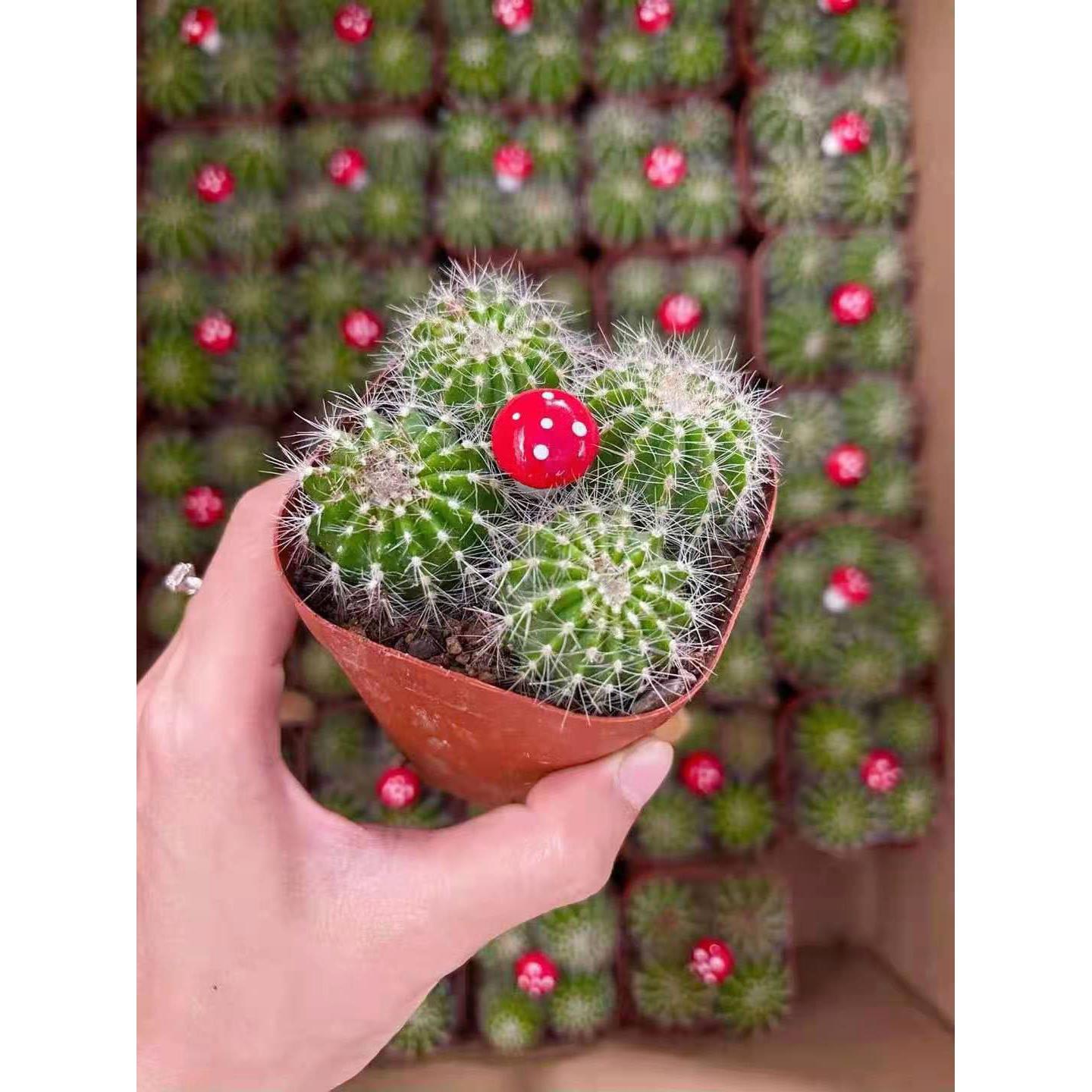 仙人球多肉盆栽花卉居家绿植植物多头小银光