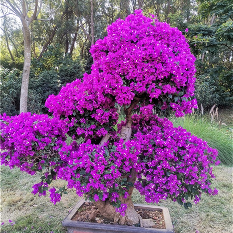 三角梅安格斯三角梅勒杜鹃老树桩 提根紫花三角梅勤花品种