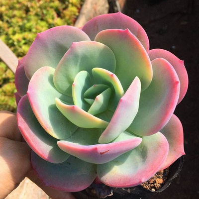 白凤多肉植物组合盆栽老桩一物一拍老桩超大肉肉大棵稀有品种多肉